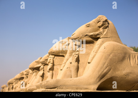 Ram sphinx tête précédant le premier pylône du Temple de Karnak, Karnak, Thèbes, Site du patrimoine mondial de l'UNESCO, l'Égypte, l'Afrique Banque D'Images