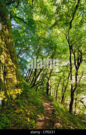 Le sentier le long du fond de la Gorge de Vikos traversant forêts de hêtres, de l'Épire, Grèce, Europe Banque D'Images