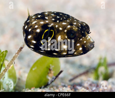 Un poisson-globe anneau juvénile se cache l'herbe et le sable mer droits fondamenteux dans les eaux peu profondes de la Mer Rouge. Banque D'Images