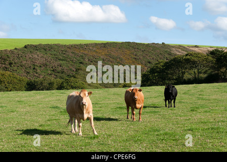 Trois vaches de couleur différente à Cornwall Banque D'Images