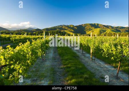 Vignes près de Blenheim, Marlborough, île du Sud, Nouvelle-Zélande, Pacifique Banque D'Images