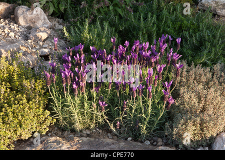 Les plantes de lavande fleurissent et poussent dans une rocarie aux herbes avec du thym et du romarin dans un jardin méditerranéen Royaume-Uni Banque D'Images