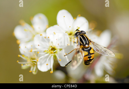 Photo d'une Macro Hoverfly venant butiner la fleur blanche. L'accent sur les yeux. Banque D'Images