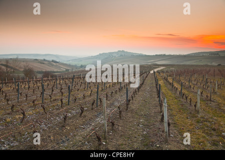 Vignobles, Sancerre, Cher, vallée de la Loire, Centre, France, Europe Banque D'Images