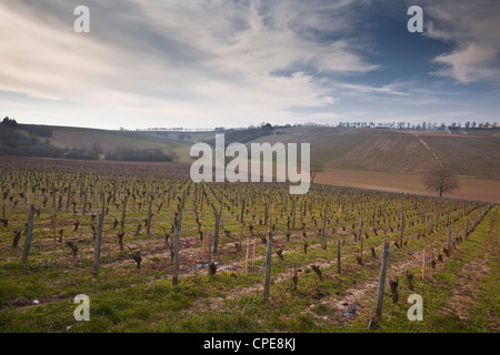 Vignobles, Sancerre, Cher, vallée de la Loire, Centre, France, Europe Banque D'Images