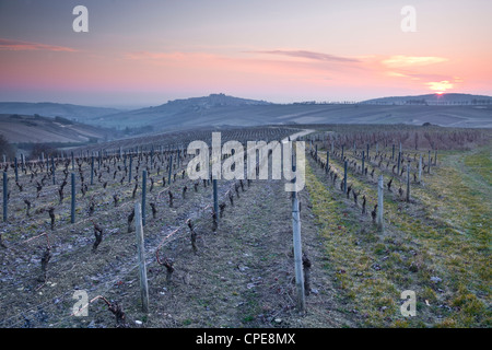 Vignobles, Sancerre, Cher, vallée de la Loire, Centre, France, Europe Banque D'Images