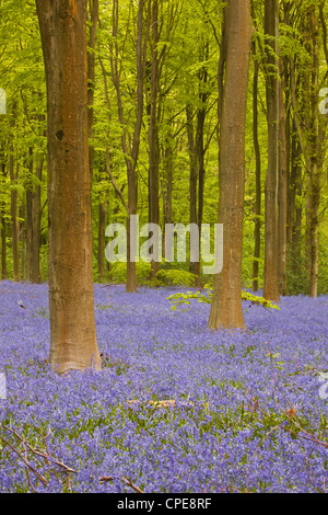 Sous les arbres, jacinthes des bois de l'Ouest, Wiltshire, Angleterre, Royaume-Uni, Europe Banque D'Images