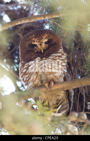 Bois de l'Afrique de l'Owl Strix woodfordii perchoir à Dinsho Lodge, l'Ethiopie en mars. Banque D'Images