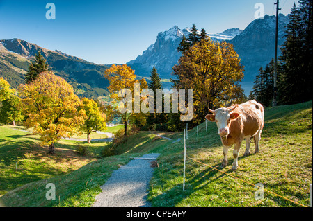 Sentier de randonnée pédestre sur alm avec des vaches au-dessus de Grindelwald en automne, Suisse Banque D'Images