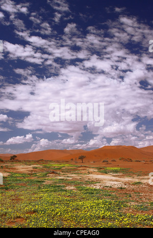 Des fleurs à Sossusvlei, Namib-Desert, Namibie, paysage Banque D'Images