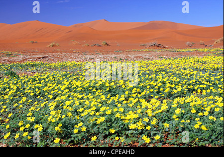 Des fleurs à Sossusvlei, Namib-Desert, Namibie, paysage Banque D'Images