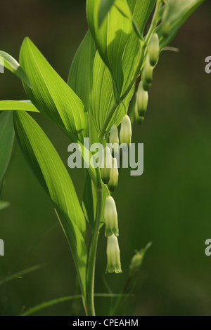 Salomon angulaire-seal (Polygonatum odoratum), emplacement : petites Karpates, la Slovaquie. Banque D'Images