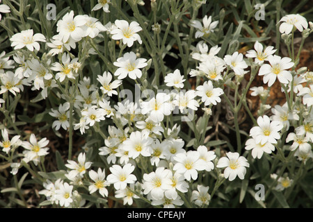 La neige en été (Cerastium tomentosum), emplacement : petites Karpates, la Slovaquie. Banque D'Images