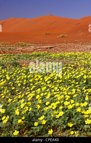 Des fleurs à Sossusvlei, Namib-Desert, Namibie, paysage Banque D'Images