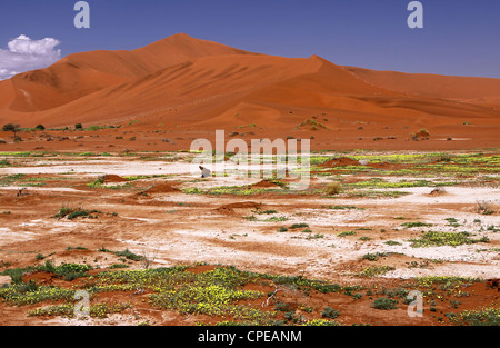 Des fleurs à Sossusvlei, Namib-Desert, Namibie, paysage Banque D'Images