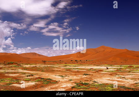 Des fleurs à Sossusvlei, Namib-Desert, Namibie, paysage Banque D'Images