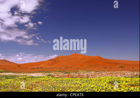 Des fleurs à Sossusvlei, Namib-Desert, Namibie, paysage Banque D'Images