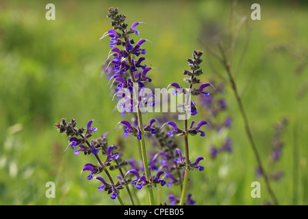 Meadow Clary (Salvia pratensis), emplacement : petites Karpates, la Slovaquie. Banque D'Images