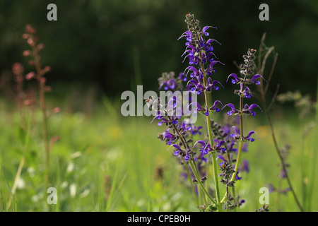 Meadow Clary (Salvia pratensis), emplacement : petites Karpates, la Slovaquie. Banque D'Images