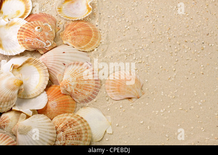 Différentes couleurs de coquillages dans le sable sur la plage Banque D'Images