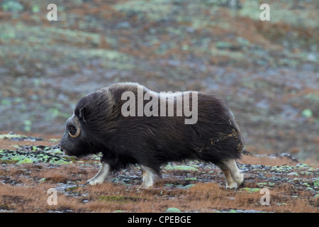 Le boeuf musqué (Ovibos moschatus) femmes dans la toundra à l'automne, le Parc National de Dovrefjell Sunndalsfjella, Norvège Banque D'Images