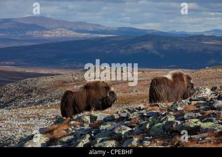 Le boeuf musqué (Ovibos moschatus) troupeau sur la toundra à l'automne, le Parc National de Dovrefjell Sunndalsfjella, Norvège Banque D'Images