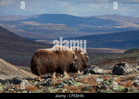 Le boeuf musqué (Ovibos moschatus) troupeau sur la toundra à l'automne, le Parc National de Dovrefjell Sunndalsfjella, Norvège Banque D'Images