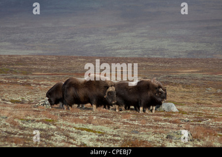 Le boeuf musqué (Ovibos moschatus) troupeau sur la toundra à l'automne, le Parc National de Dovrefjell Sunndalsfjella, Norvège Banque D'Images