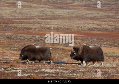 Le boeuf musqué (Ovibos moschatus) troupeau sur la toundra à l'automne, le Parc National de Dovrefjell Sunndalsfjella, Norvège Banque D'Images