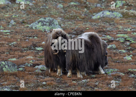 Le boeuf musqué (Ovibos moschatus) femmes et bull dans la toundra en rut en automne, le Parc National de Dovrefjell Sunndalsfjella, Norvège Banque D'Images