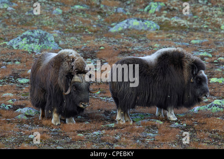 Le boeuf musqué (Ovibos moschatus) femmes et bull dans la toundra en rut en automne, le Parc National de Dovrefjell Sunndalsfjella, Norvège Banque D'Images