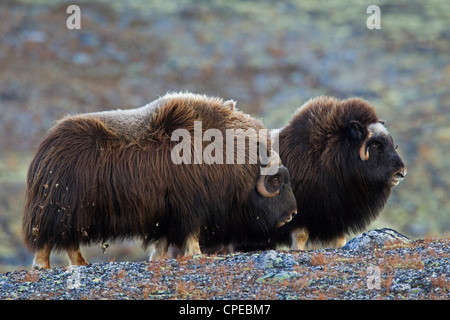 Le boeuf musqué (Ovibos moschatus) femmes et bull dans la toundra en rut en automne, le Parc National de Dovrefjell Sunndalsfjella, Norvège Banque D'Images