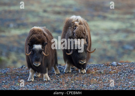 Le boeuf musqué (Ovibos moschatus) femmes et bull dans la toundra en rut en automne, le Parc National de Dovrefjell Sunndalsfjella, Norvège Banque D'Images