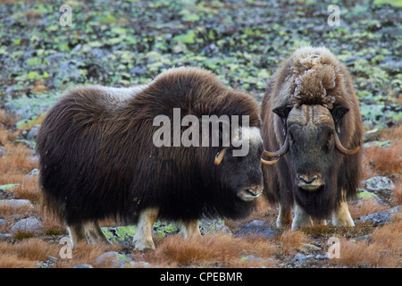 Le boeuf musqué (Ovibos moschatus) femmes et bull dans la toundra en rut en automne, le Parc National de Dovrefjell Sunndalsfjella, Norvège Banque D'Images