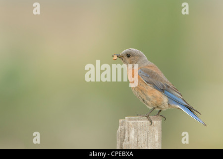 Femme Western Bluebird avec insecte, l'ouest du Montana Banque D'Images