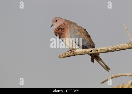 Laughing Dove Streptopelia senegalensis afficher à partir de la perchaude dans Bilen Lodge, Parc national Awash, en Éthiopie, en février. Banque D'Images