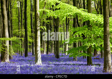 Soleil pommelé tombe à travers le feuillage vert frais dans un bois de hêtre de jacinthes en Angleterre, Royaume-Uni Banque D'Images