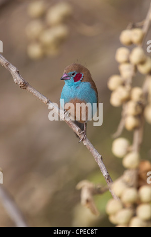 Red-cheeked cordon-bleu Uraeginthus bengalus perché dans la végétation près de Goro (Sof Omar), l'Ethiopie en mars. Banque D'Images