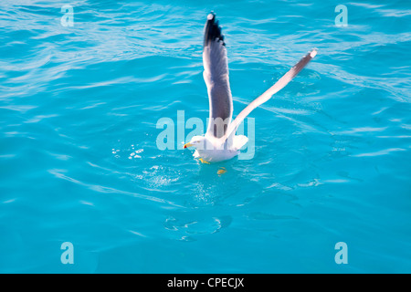 Mouette oiseau sur l'eau de mer dans l'océan bleu Banque D'Images