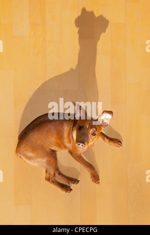 Mini chien de type Pinscher avec drôle shadow Banque D'Images