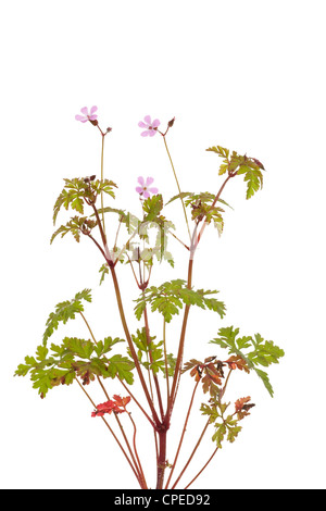 Petite fleur géranium (Geranium robertianum) on white Banque D'Images