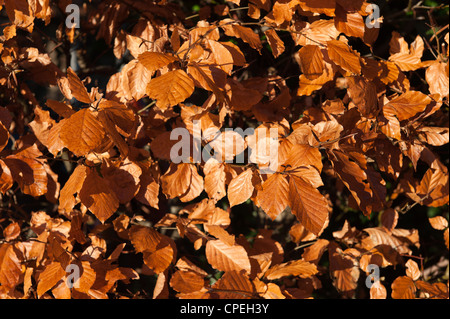 Close up de feuilles de hêtre au cours de l'hiver au printemps prêt à être remplacées par de nouvelles feuilles Banque D'Images