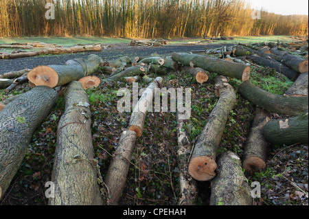 Les frênes abattus à maturité côté ligne de copse boisées de nouveau, une fois qu'un frêne planté de Hopfield lever tôt le matin à l'aube Banque D'Images