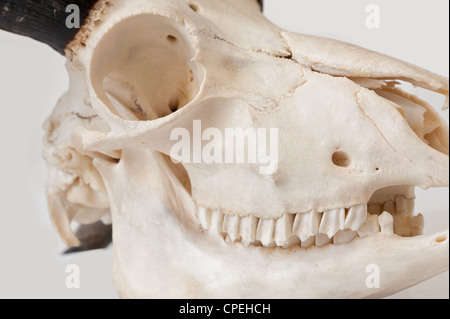 Prémolaires et molaires de moutons avec crâne crâne maxillaire mandibule foramen dépouillés de chair et sang ram muscle corne cornes Banque D'Images