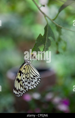 Ideopsis Lueconoe ou 'Idée Leuconoe' butterfly reposant sur une feuille avec les ailes fermées à Butterfly World, Klapmuts, Afrique du Sud Banque D'Images