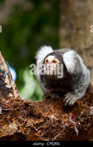 Un singe ouistiti de l'escalade dans un arbre à Butterfly World, Klapmuts, Afrique du Sud Banque D'Images