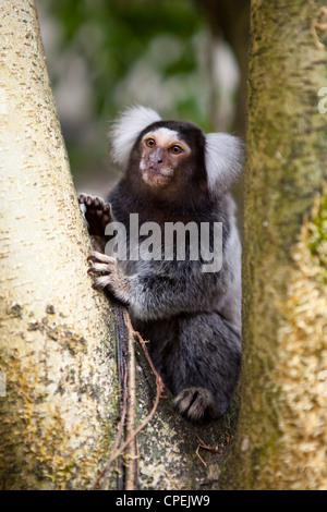 Un singe ouistiti assis dans un arbre à Butterfly World, Klapmuts, Afrique du Sud Banque D'Images