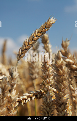 blé d’hiver Banque D'Images