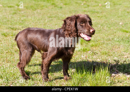 6 mois du chiot Cocker Anglais de travail en cours de formation de base Banque D'Images