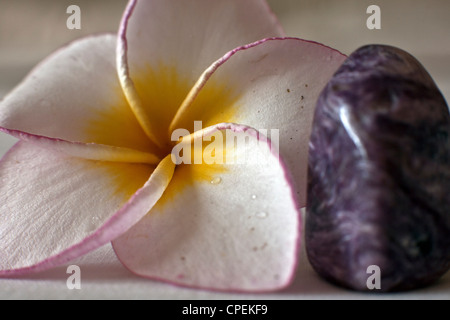 Close up d'Araliya Plumeria obtusa fleurs lilas avec Lepidolite gemstone Sri Lanka Banque D'Images